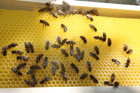Bienen auf ungedeckelter Honigwabe